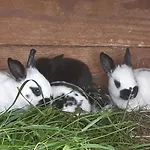 Ferienhaus Troadkasten - Am Bio-bergbauernhof *