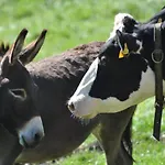 Troadkasten - Am Bio-bergbauernhof Ferienhaus *