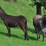 Troadkasten - Am Bio-bergbauernhof Ferienhaus *