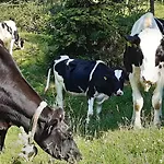 Troadkasten - Am Bio-bergbauernhof Ferienhaus