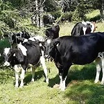 Troadkasten - Am Bio-bergbauernhof * Aflenz Kurort