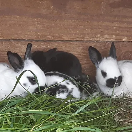 Casa vacanze Troadkasten - Am Bio-bergbauernhof Kammerhofer Vlg Roath *