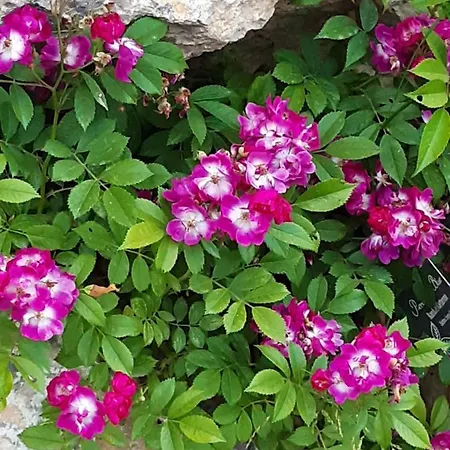 Casa vacanze Troadkasten - Am Bio-bergbauernhof Kammerhofer Vlg Roath Aflenz Kurort