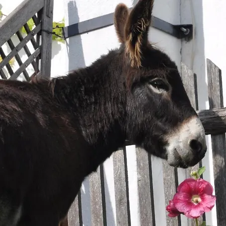Troadkasten - Am Bio-bergbauernhof Kammerhofer Vlg Roath Feriehus