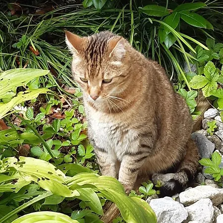 Casa vacanze Troadkasten - Am Bio-bergbauernhof Kammerhofer Vlg Roath *