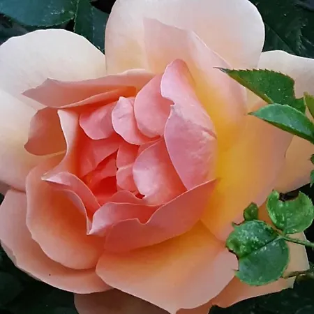 Casa vacanze Troadkasten - Am Bio-bergbauernhof Kammerhofer Vlg Roath Aflenz Kurort