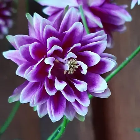 Troadkasten - Am Bio-bergbauernhof Kammerhofer Vlg Roath Casa vacanze Aflenz Kurort