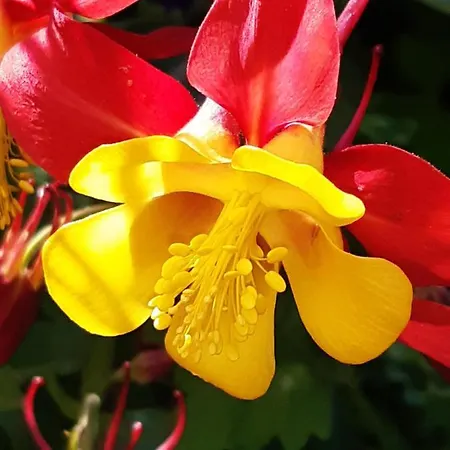 Troadkasten - Am Bio-bergbauernhof Kammerhofer Vlg Roath Casa vacanze
