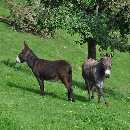 Troadkasten - Am Bio-bergbauernhof *