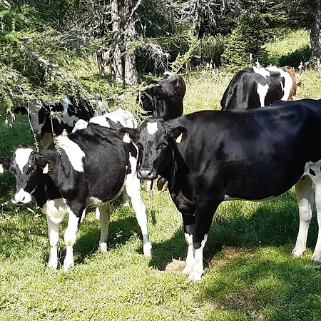 Troadkasten - Am Bio-bergbauernhof Kammerhofer Vlg Roath * Aflenz Kurort