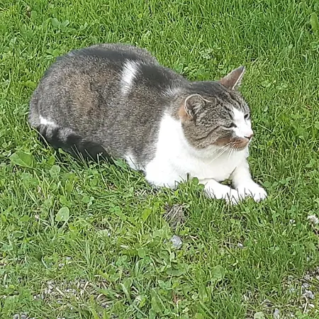 Troadkasten - Am Bio-bergbauernhof Kammerhofer Vlg Roath