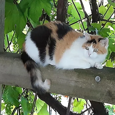 Troadkasten - Am Bio-bergbauernhof Kammerhofer Vlg Roath Aflenz Kurort