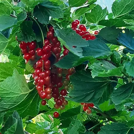 Troadkasten - Am Bio-bergbauernhof Kammerhofer Vlg Roath Casa vacanze *