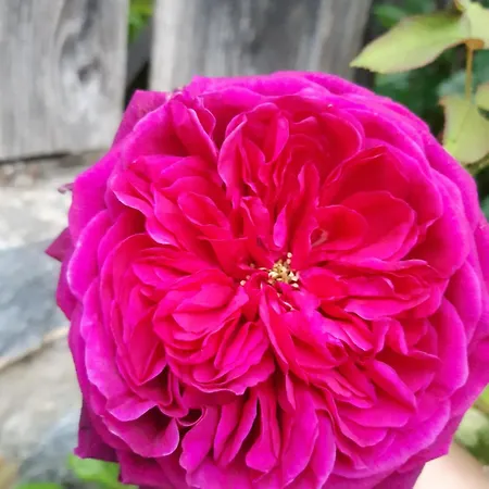 Troadkasten - Am Bio-bergbauernhof Kammerhofer Vlg Roath Casa vacanze *