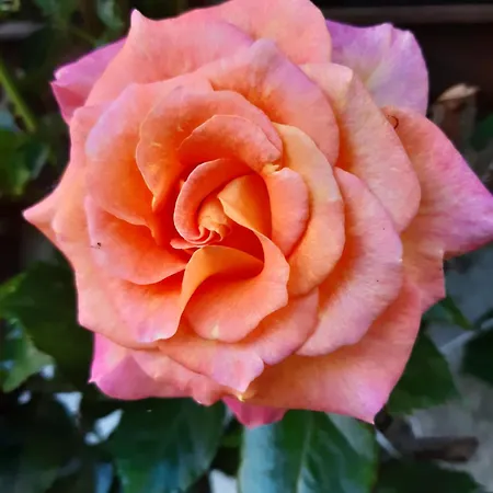 Troadkasten - Am Bio-bergbauernhof Kammerhofer Vlg Roath * Aflenz Kurort