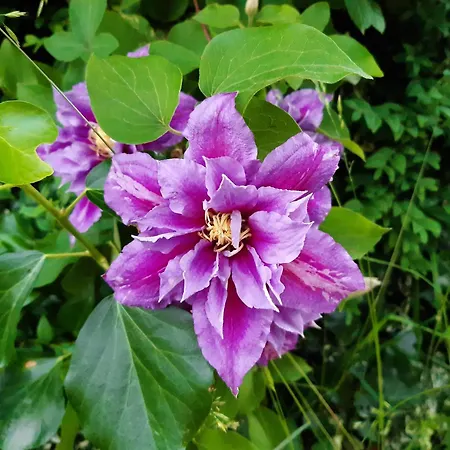 Troadkasten - Am Bio-bergbauernhof Kammerhofer Vlg Roath *