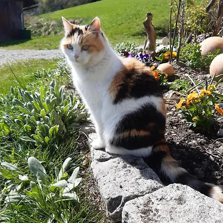 Casa vacanze Troadkasten - Am Bio-bergbauernhof Kammerhofer Vlg Roath Aflenz Kurort