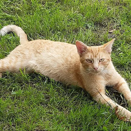 Troadkasten - Am Bio-bergbauernhof Kammerhofer Vlg Roath * Aflenz Kurort