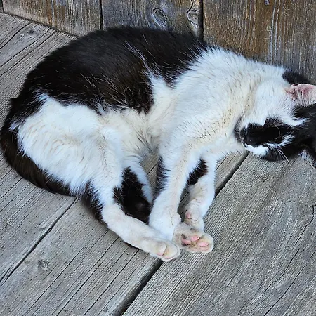 Troadkasten - Am Bio-bergbauernhof Kammerhofer Vlg Roath Aflenz Kurort