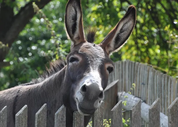 Troadkasten - Am Bio-bergbauernhof Kammerhofer Vlg Roath * Aflenz Kurort