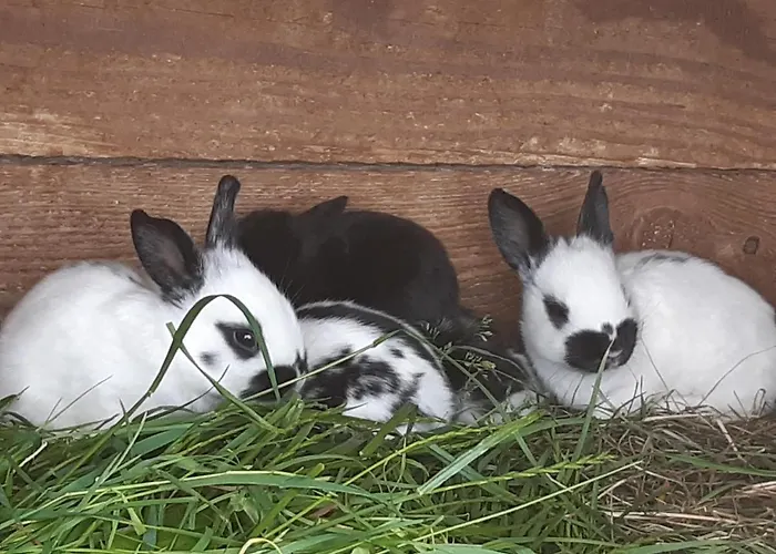 Prázdninový dům Troadkasten - Am Bio-bergbauernhof Kammerhofer Vlg Roath *