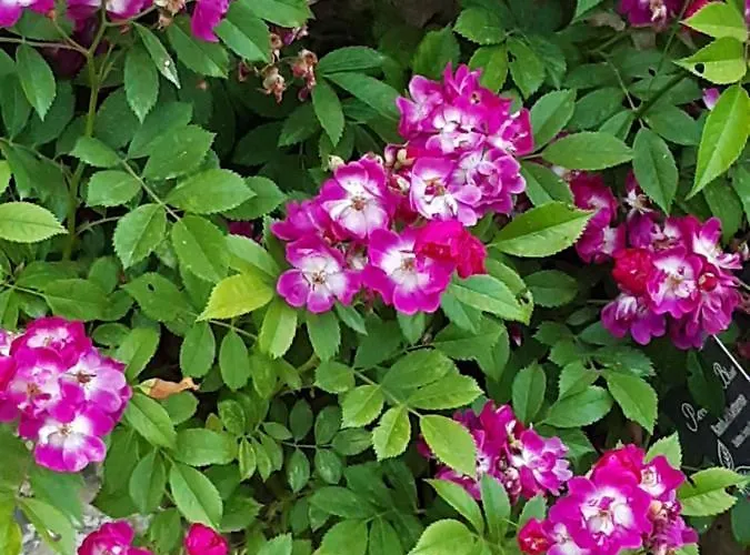 Dom wakacyjny Troadkasten - Am Bio-bergbauernhof Kammerhofer Vlg Roath Aflenz Kurort