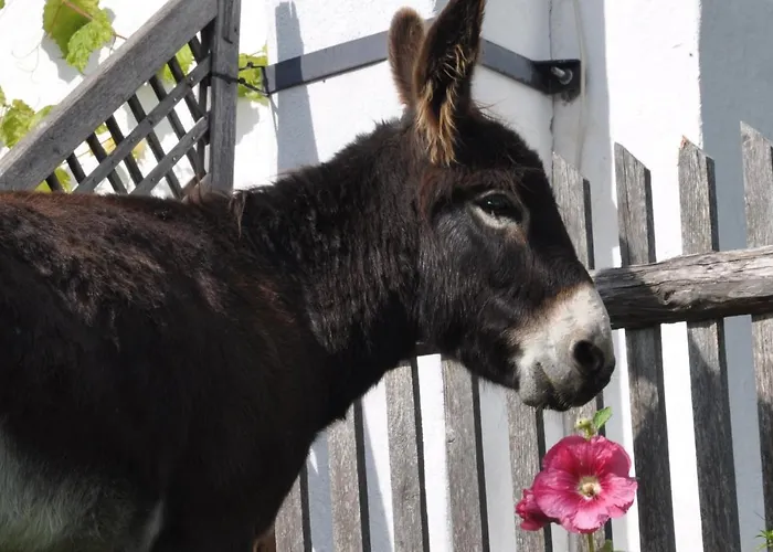 Troadkasten - Am Bio-bergbauernhof Kammerhofer Vlg Roath Prázdninový dům