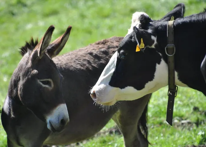 Troadkasten - Am Bio-bergbauernhof Kammerhofer Vlg Roath Dom wakacyjny *