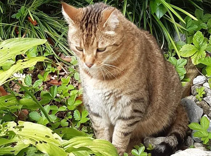 Prázdninový dům Troadkasten - Am Bio-bergbauernhof Kammerhofer Vlg Roath *