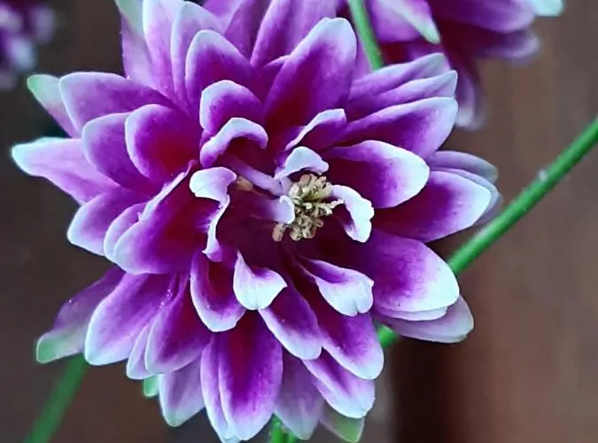 Troadkasten - Am Bio-bergbauernhof Kammerhofer Vlg Roath Prázdninový dům Aflenz Kurort