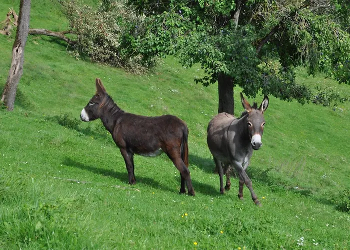 Troadkasten - Am Bio-bergbauernhof Kammerhofer Vlg Roath *