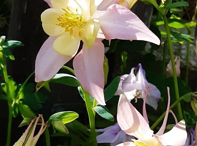 Troadkasten - Am Bio-bergbauernhof Kammerhofer Vlg Roath Casa de Férias Aflenz Kurort
