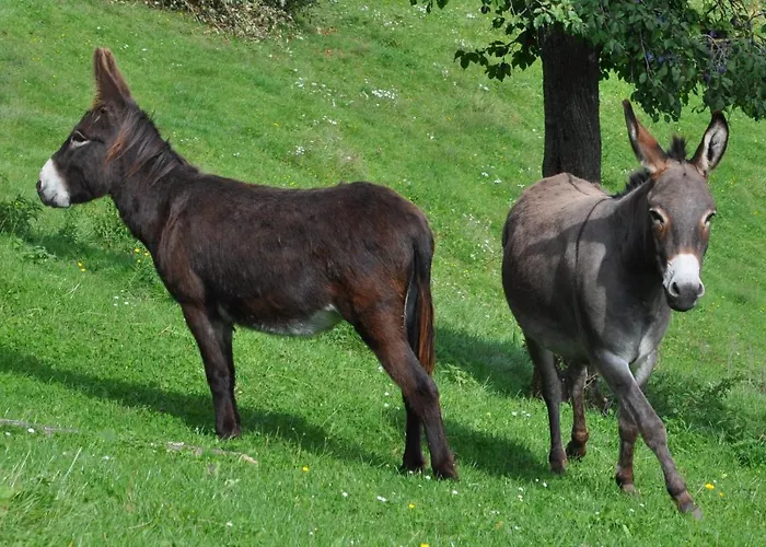 Troadkasten - Am Bio-bergbauernhof Kammerhofer Vlg Roath Prázdninový dům *