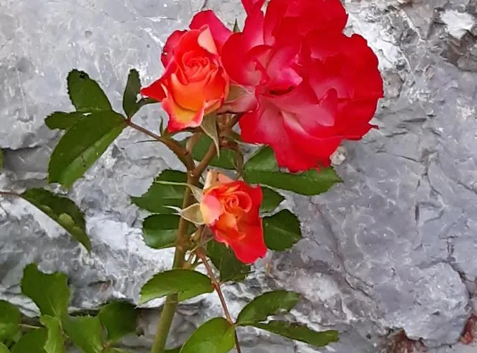 Troadkasten - Am Bio-bergbauernhof Kammerhofer Vlg Roath