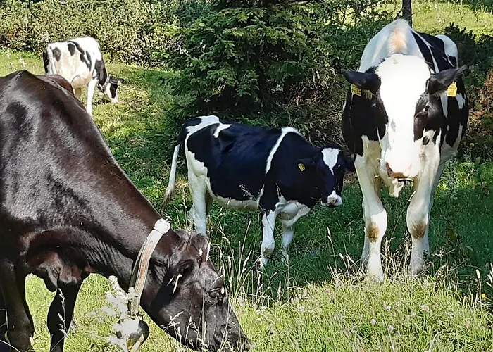 Troadkasten - Am Bio-bergbauernhof Kammerhofer Vlg Roath Casa de Férias