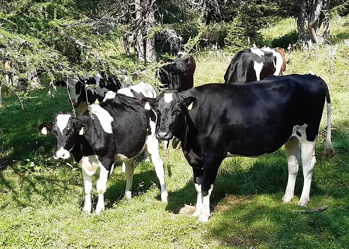 Troadkasten - Am Bio-bergbauernhof Kammerhofer Vlg Roath * Aflenz Kurort