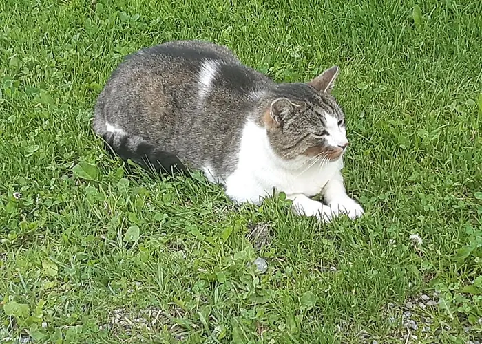 Troadkasten - Am Bio-bergbauernhof Kammerhofer Vlg Roath