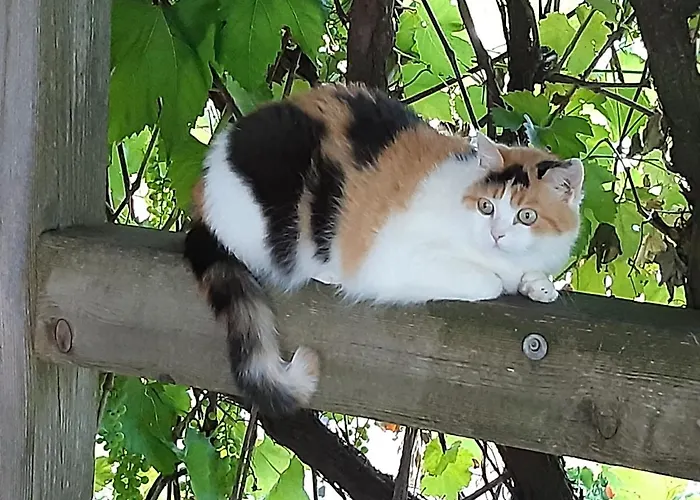 Troadkasten - Am Bio-bergbauernhof Kammerhofer Vlg Roath Aflenz Kurort