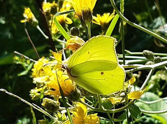 Troadkasten - Am Bio-bergbauernhof Kammerhofer Vlg Roath *
