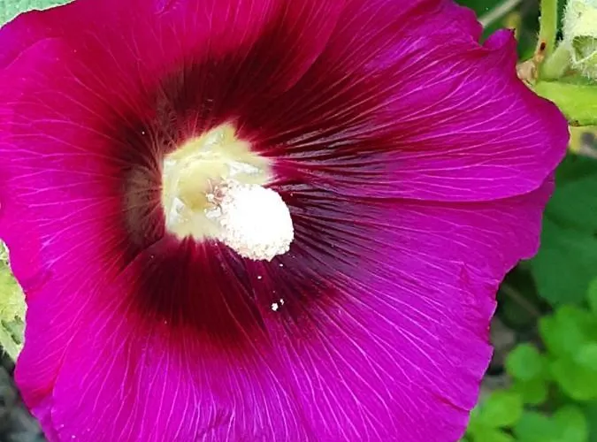 Troadkasten - Am Bio-bergbauernhof Kammerhofer Vlg Roath Prázdninový dům Aflenz Kurort