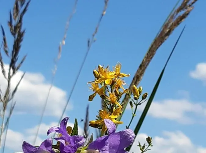 Troadkasten - Am Bio-bergbauernhof Kammerhofer Vlg Roath Prázdninový dům *