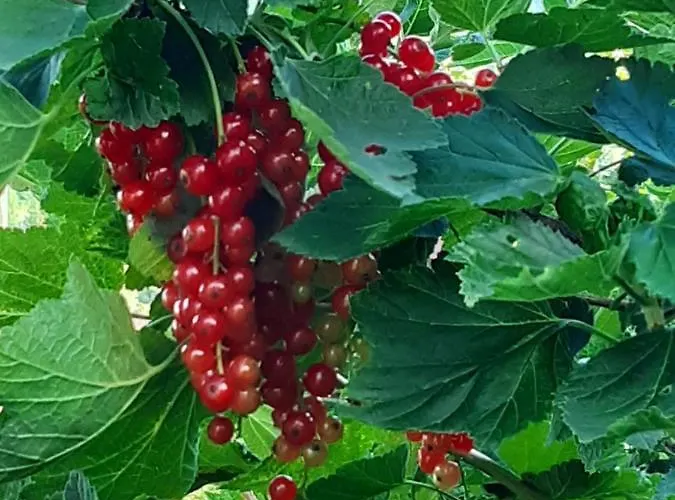 Troadkasten - Am Bio-bergbauernhof Kammerhofer Vlg Roath Prázdninový dům *