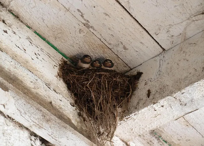 Troadkasten - Am Bio-bergbauernhof Kammerhofer Vlg Roath Prázdninový dům