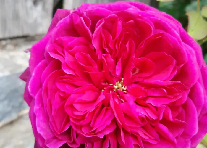 Troadkasten - Am Bio-bergbauernhof Kammerhofer Vlg Roath Dom wakacyjny *