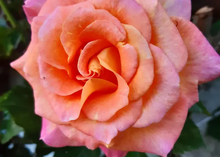 Troadkasten - Am Bio-bergbauernhof Kammerhofer Vlg Roath * Aflenz Kurort