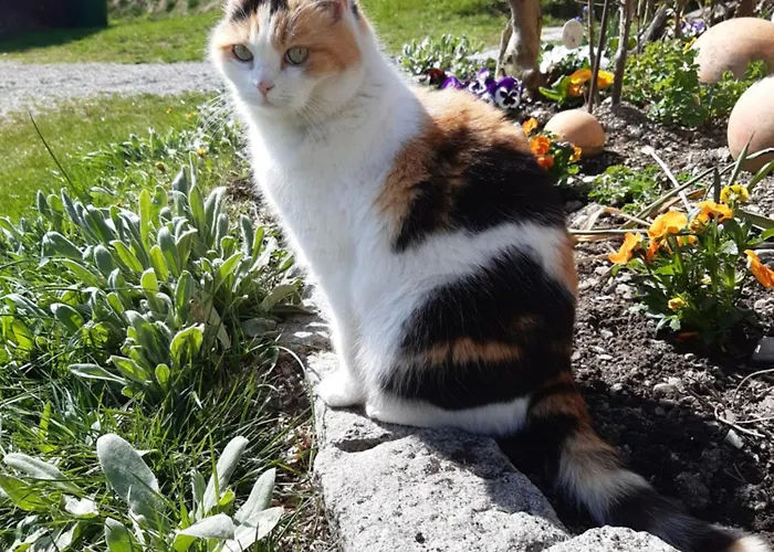 Casa de Férias Troadkasten - Am Bio-bergbauernhof Kammerhofer Vlg Roath Aflenz Kurort