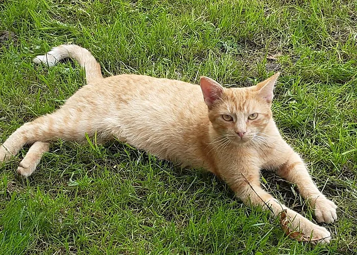 Troadkasten - Am Bio-bergbauernhof Kammerhofer Vlg Roath * Aflenz Kurort